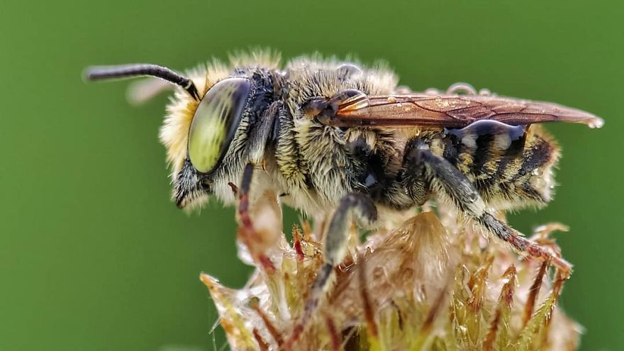 Macro Photography Using Mobile Phone And DIY Additional Macro Lens