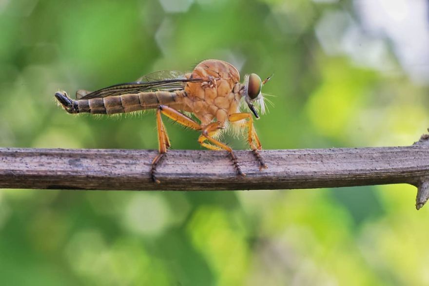 Macro Photography Using Mobile Phone And DIY Additional Macro Lens