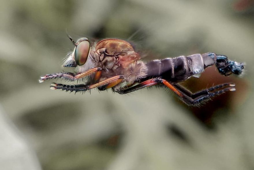 Macro Photography Using Mobile Phone And DIY Additional Macro Lens