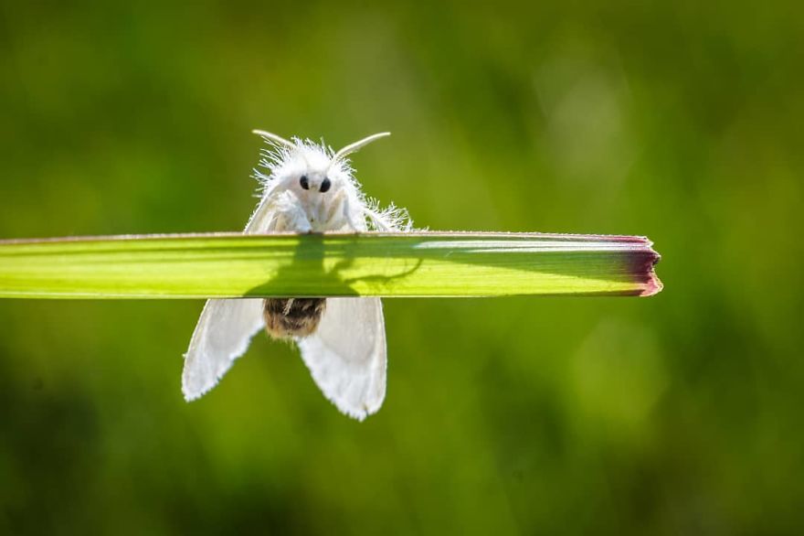 Macro Photography Using Mobile Phone And DIY Additional Macro Lens