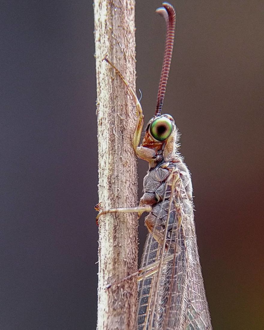 Macro Photography Using Mobile Phone And DIY Additional Macro Lens