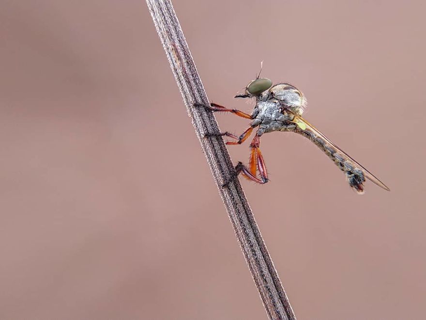 Macro Photography Using Mobile Phone And DIY Additional Macro Lens