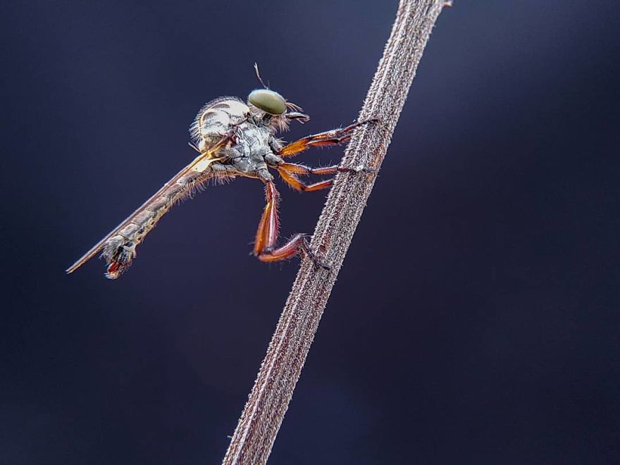 Macro Photography Using Mobile Phone And DIY Additional Macro Lens