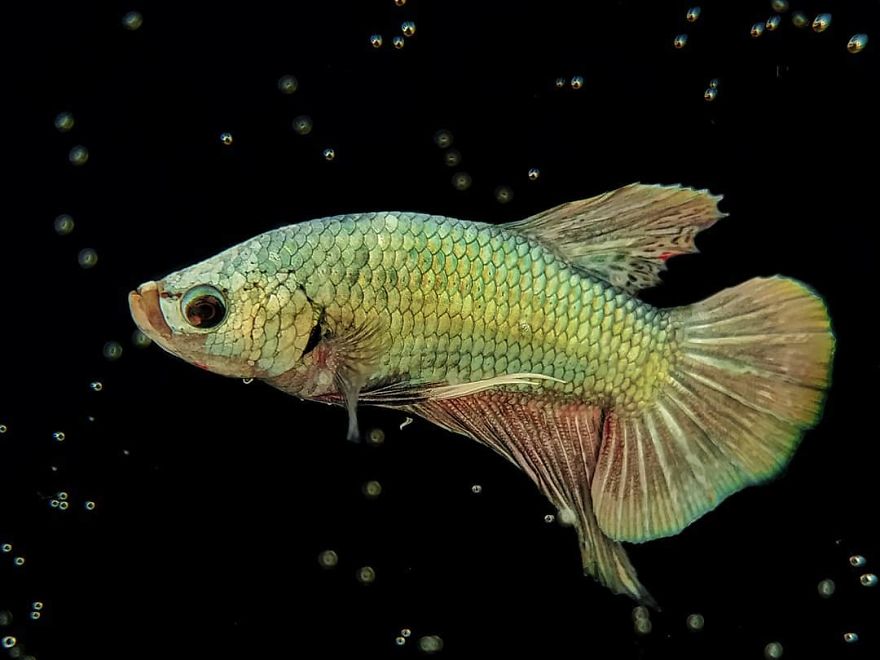 Macro Photography Using Mobile Phone And DIY Additional Macro Lens