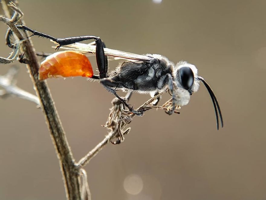 Macro Photography Using Mobile Phone And DIY Additional Macro Lens