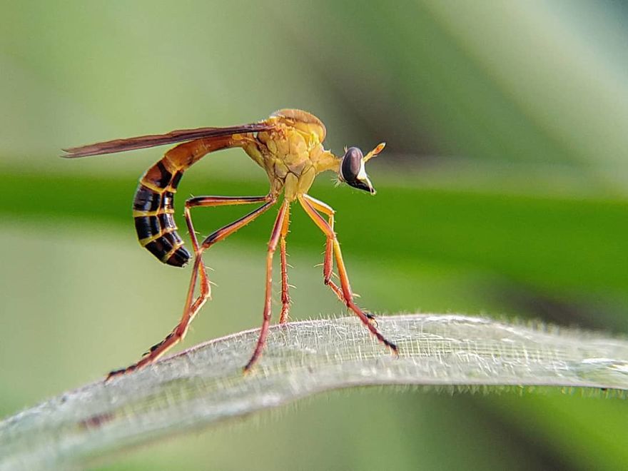 Macro Photography Using Mobile Phone And DIY Additional Macro Lens