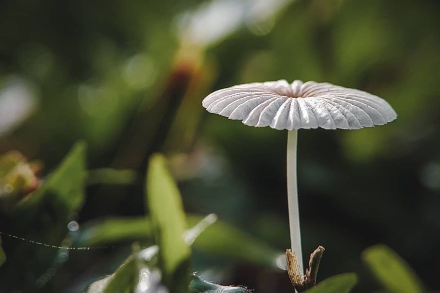 Macro Photography Using Mobile Phone And DIY Additional Macro Lens