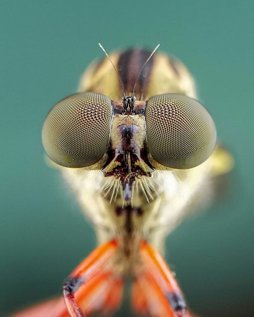 Macro Photography Using Mobile Phone And DIY Additional Macro Lens