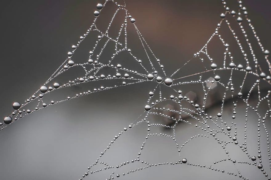 Macro Photography Using Mobile Phone And DIY Additional Macro Lens