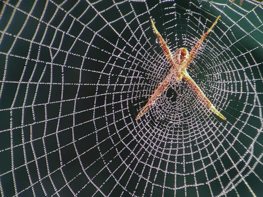 Macro Photography Using Mobile Phone And DIY Additional Macro Lens