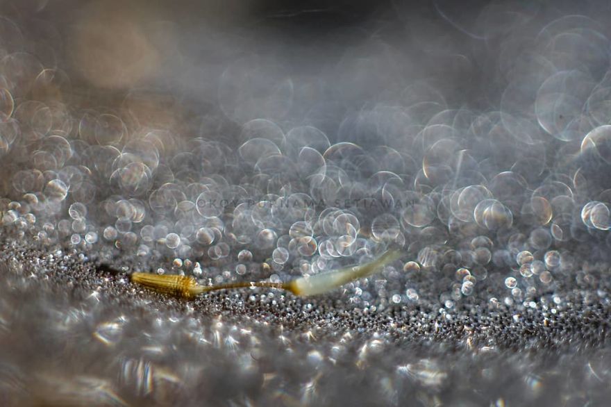 Macro Photography Using Mobile Phone And DIY Additional Macro Lens