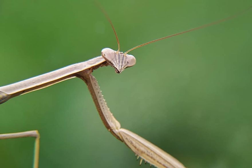 Macro Photography Using Mobile Phone And DIY Additional Macro Lens