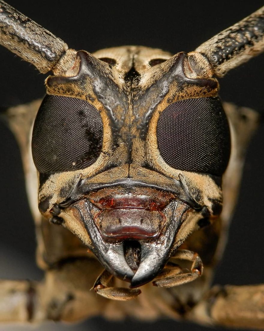 Macro Photography Using Mobile Phone And DIY Additional Macro Lens