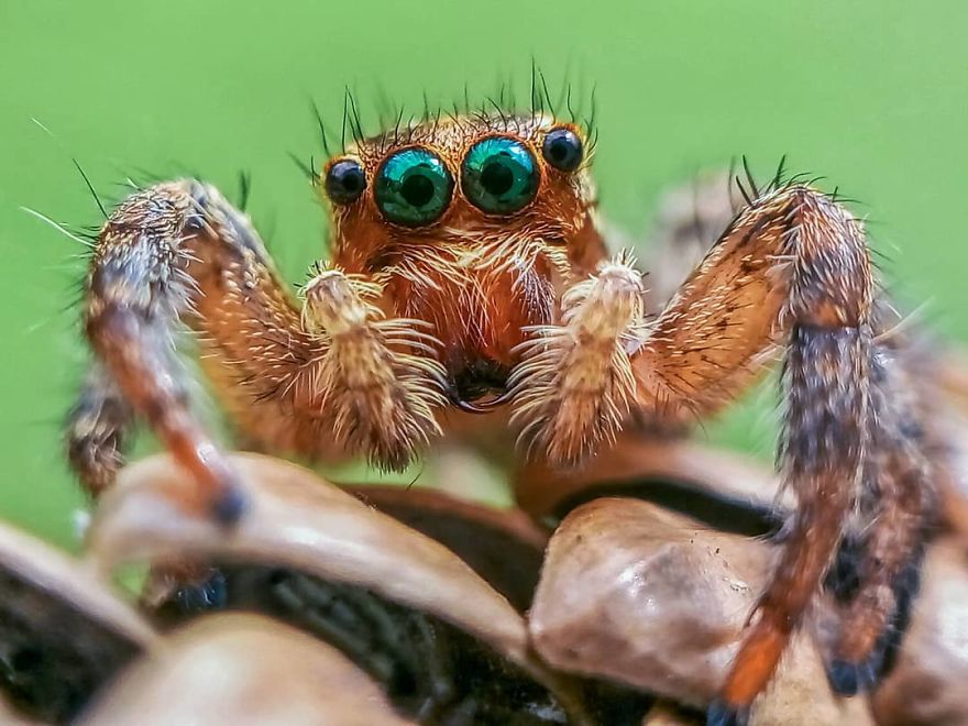 Macro Photography Using Mobile Phone And DIY Additional Macro Lens