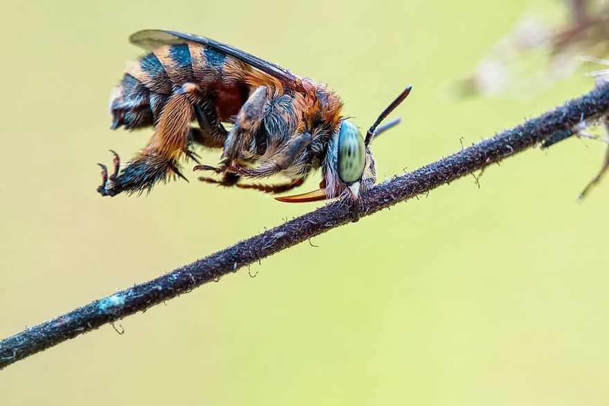 Macro Photography Using Mobile Phone And DIY Additional Macro Lens