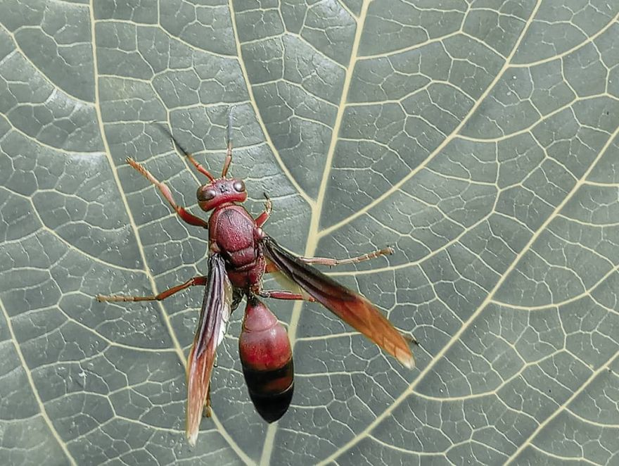 Macro Photography Using Mobile Phone And DIY Additional Macro Lens