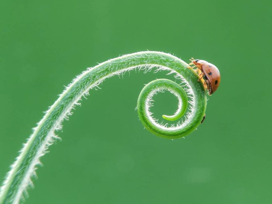 Macro Photography Using Mobile Phone And DIY Additional Macro Lens