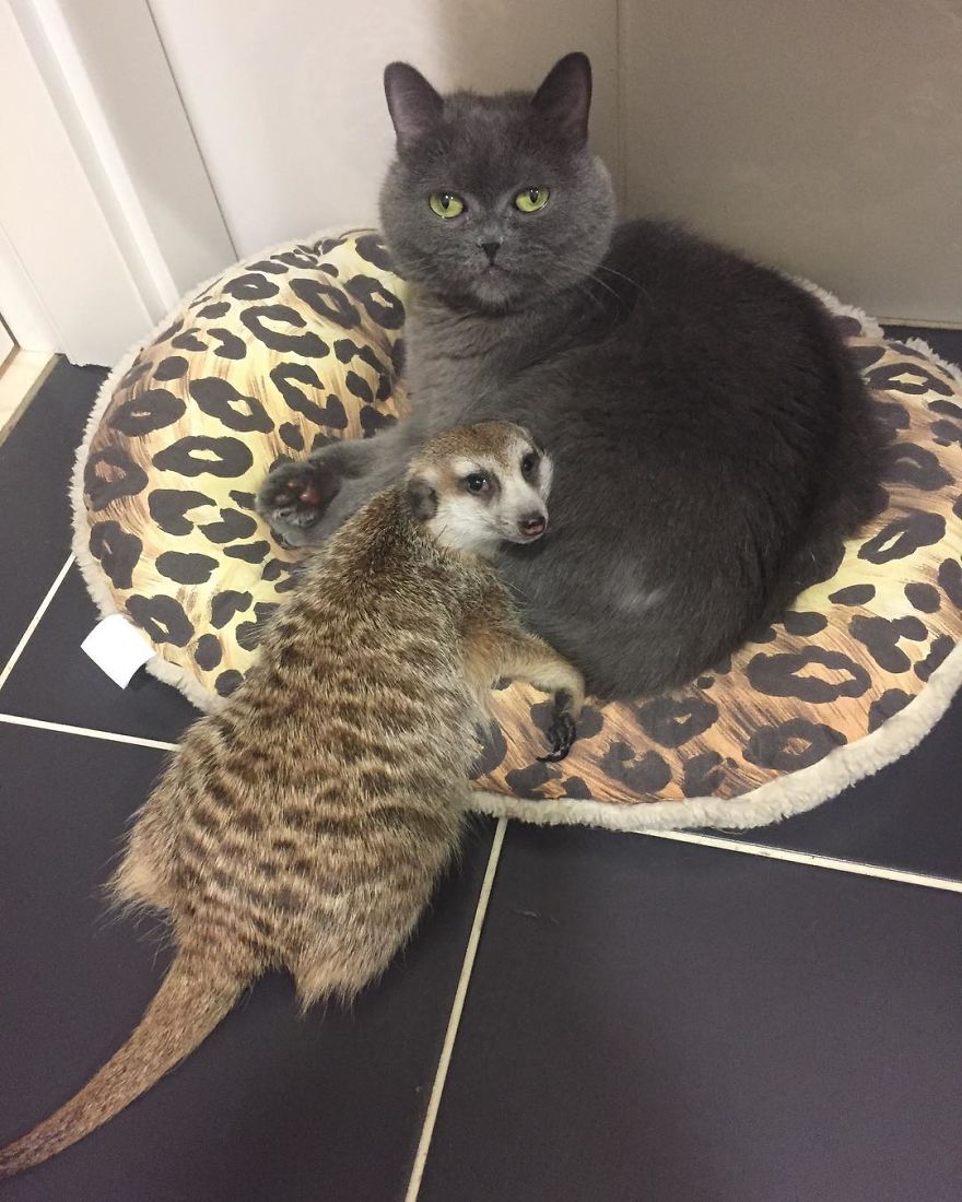 A Meerkat And A Cat Became BFFs On Day One, And Together They Conquered The Hearts Of People On Instagram A Meerkat And A Cat Became BFFs On Day One, And Together They Conquered The Hearts Of People On Instagram
