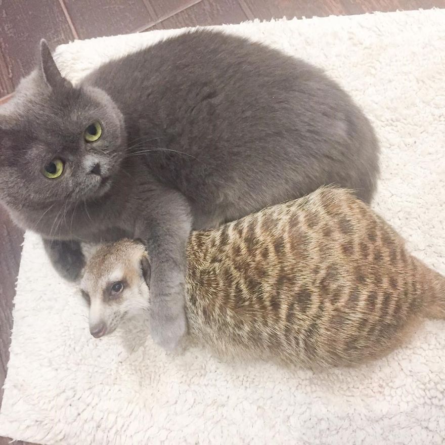 A Meerkat And A Cat Became BFFs On Day One, And Together They Conquered The Hearts Of People On Instagram A Meerkat And A Cat Became BFFs On Day One, And Together They Conquered The Hearts Of People On Instagram