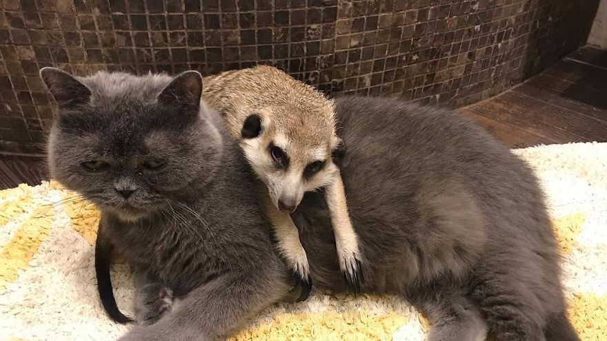A Meerkat And A Cat Became BFFs On Day One, And Together They Conquered The Hearts Of People On Instagram A Meerkat And A Cat Became BFFs On Day One, And Together They Conquered The Hearts Of People On Instagram
