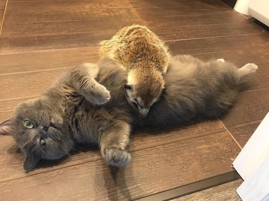 A Meerkat And A Cat Became BFFs On Day One, And Together They Conquered The Hearts Of People On Instagram A Meerkat And A Cat Became BFFs On Day One, And Together They Conquered The Hearts Of People On Instagram