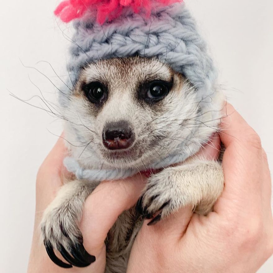 A Meerkat And A Cat Became BFFs On Day One, And Together They Conquered The Hearts Of People On Instagram A Meerkat And A Cat Became BFFs On Day One, And Together They Conquered The Hearts Of People On Instagram