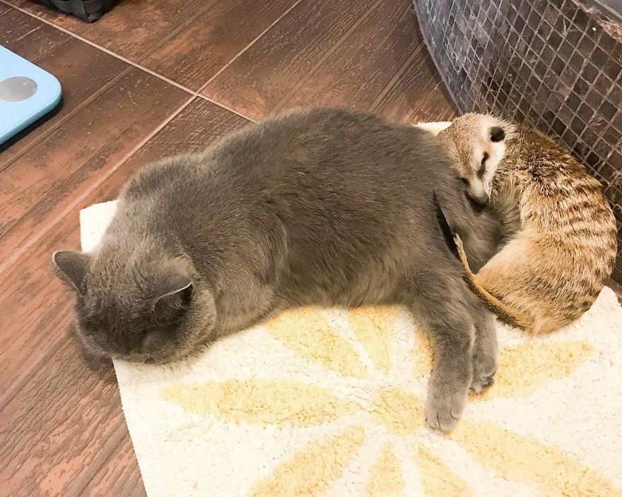 A Meerkat And A Cat Became BFFs On Day One, And Together They Conquered The Hearts Of People On Instagram A Meerkat And A Cat Became BFFs On Day One, And Together They Conquered The Hearts Of People On Instagram