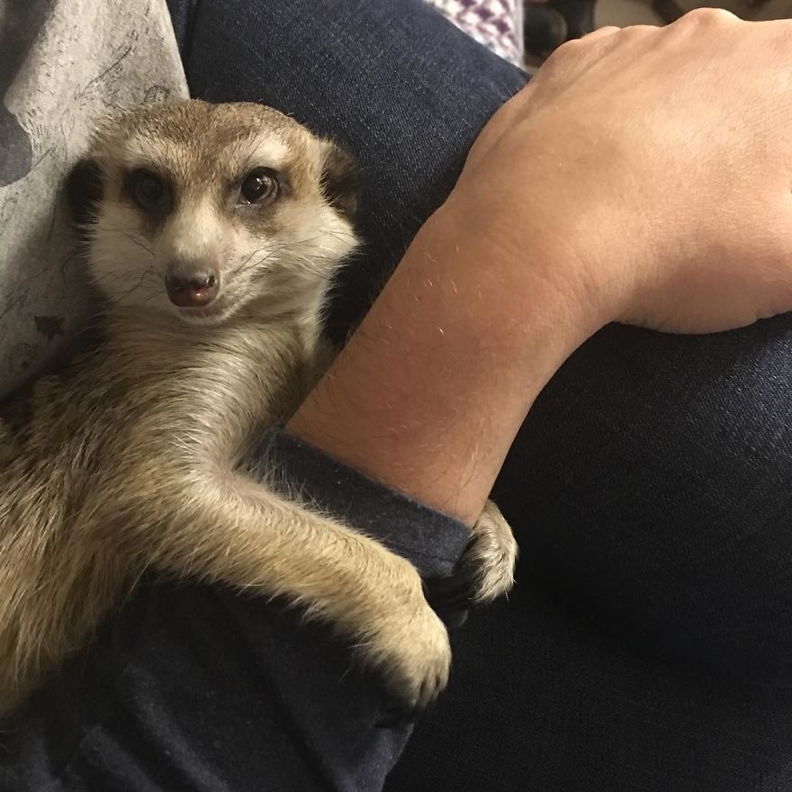 A Meerkat And A Cat Became BFFs On Day One, And Together They Conquered The Hearts Of People On Instagram A Meerkat And A Cat Became BFFs On Day One, And Together They Conquered The Hearts Of People On Instagram