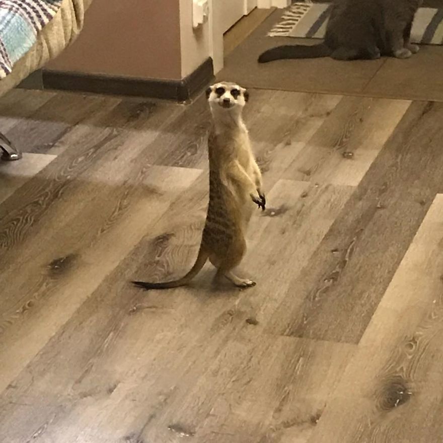 A Meerkat And A Cat Became BFFs On Day One, And Together They Conquered The Hearts Of People On Instagram A Meerkat And A Cat Became BFFs On Day One, And Together They Conquered The Hearts Of People On Instagram