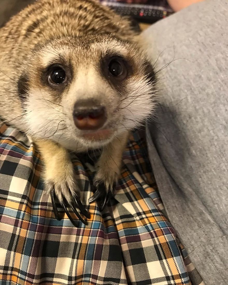 A Meerkat And A Cat Became BFFs On Day One, And Together They Conquered The Hearts Of People On Instagram A Meerkat And A Cat Became BFFs On Day One, And Together They Conquered The Hearts Of People On Instagram