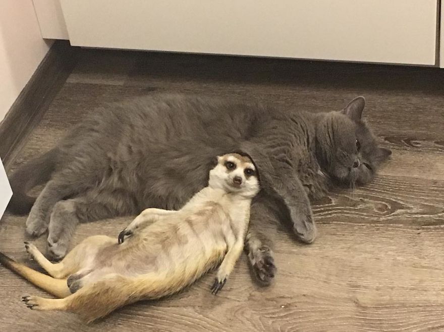 A Meerkat And A Cat Became BFFs On Day One, And Together They Conquered The Hearts Of People On Instagram A Meerkat And A Cat Became BFFs On Day One, And Together They Conquered The Hearts Of People On Instagram