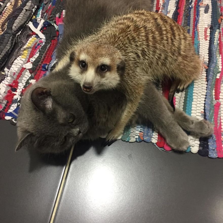 A Meerkat And A Cat Became BFFs On Day One, And Together They Conquered The Hearts Of People On Instagram A Meerkat And A Cat Became BFFs On Day One, And Together They Conquered The Hearts Of People On Instagram