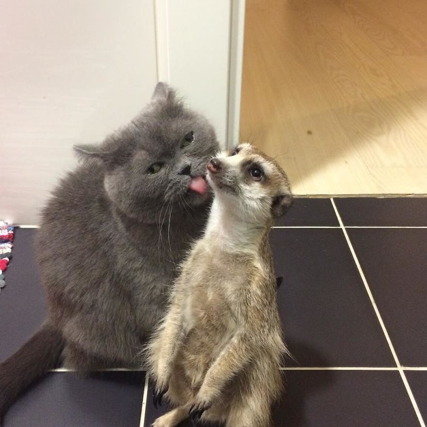 A Meerkat And A Cat Became BFFs On Day One, And Together They Conquered The Hearts Of People On Instagram A Meerkat And A Cat Became BFFs On Day One, And Together They Conquered The Hearts Of People On Instagram