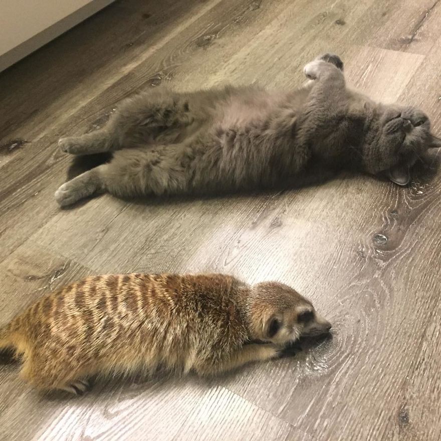 A Meerkat And A Cat Became BFFs On Day One, And Together They Conquered The Hearts Of People On Instagram A Meerkat And A Cat Became BFFs On Day One, And Together They Conquered The Hearts Of People On Instagram