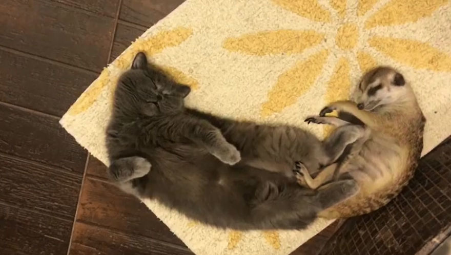 A Meerkat And A Cat Became BFFs On Day One, And Together They Conquered The Hearts Of People On Instagram A Meerkat And A Cat Became BFFs On Day One, And Together They Conquered The Hearts Of People On Instagram