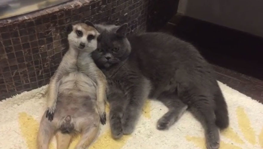 A Meerkat And A Cat Became BFFs On Day One, And Together They Conquered The Hearts Of People On Instagram A Meerkat And A Cat Became BFFs On Day One, And Together They Conquered The Hearts Of People On Instagram