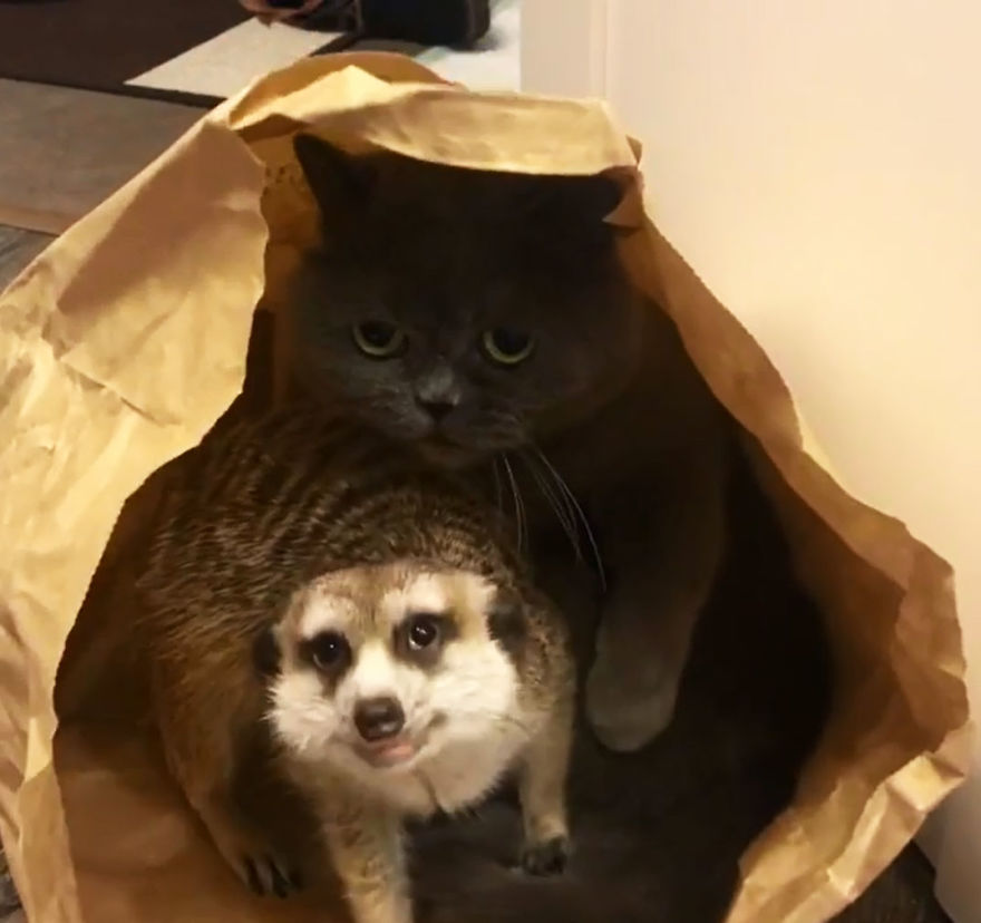 A Meerkat And A Cat Became BFFs On Day One, And Together They Conquered The Hearts Of People On Instagram A Meerkat And A Cat Became BFFs On Day One, And Together They Conquered The Hearts Of People On Instagram