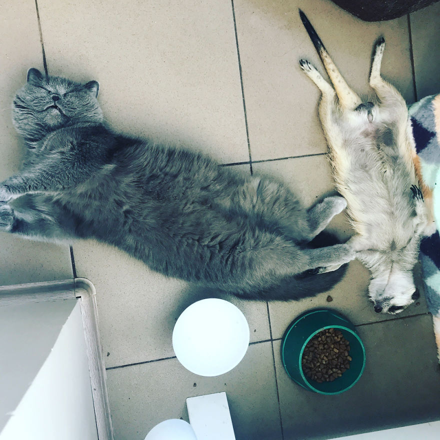 A Meerkat And A Cat Became BFFs On Day One, And Together They Conquered The Hearts Of People On Instagram A Meerkat And A Cat Became BFFs On Day One, And Together They Conquered The Hearts Of People On Instagram