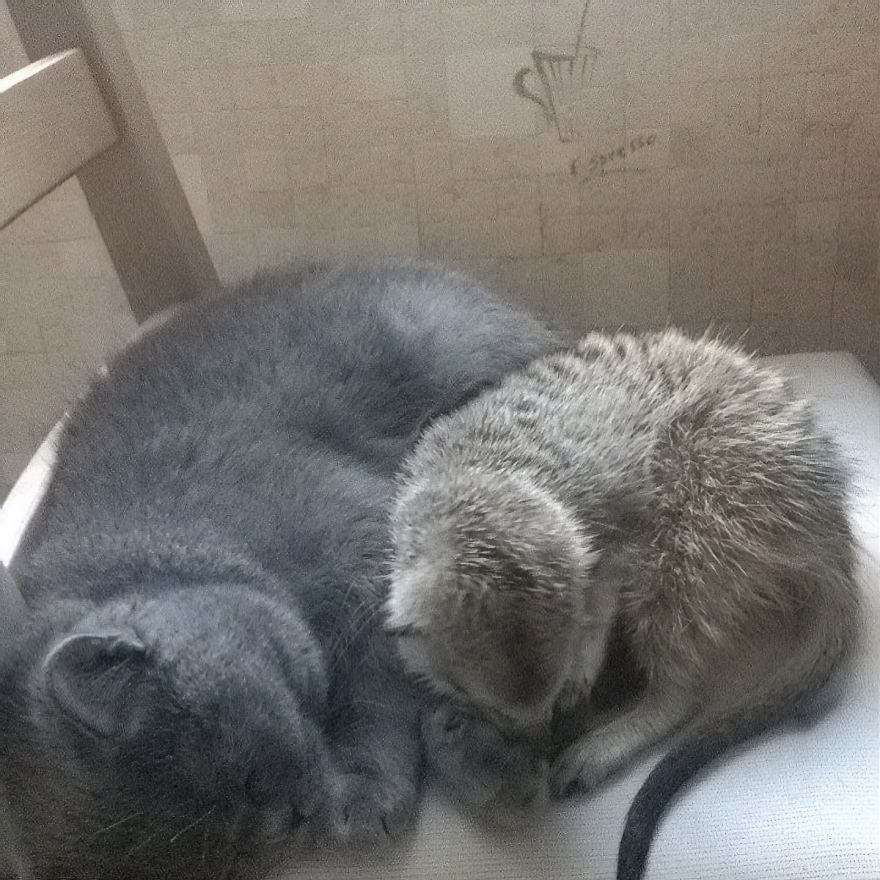 A Meerkat And A Cat Became BFFs On Day One, And Together They Conquered The Hearts Of People On Instagram A Meerkat And A Cat Became BFFs On Day One, And Together They Conquered The Hearts Of People On Instagram