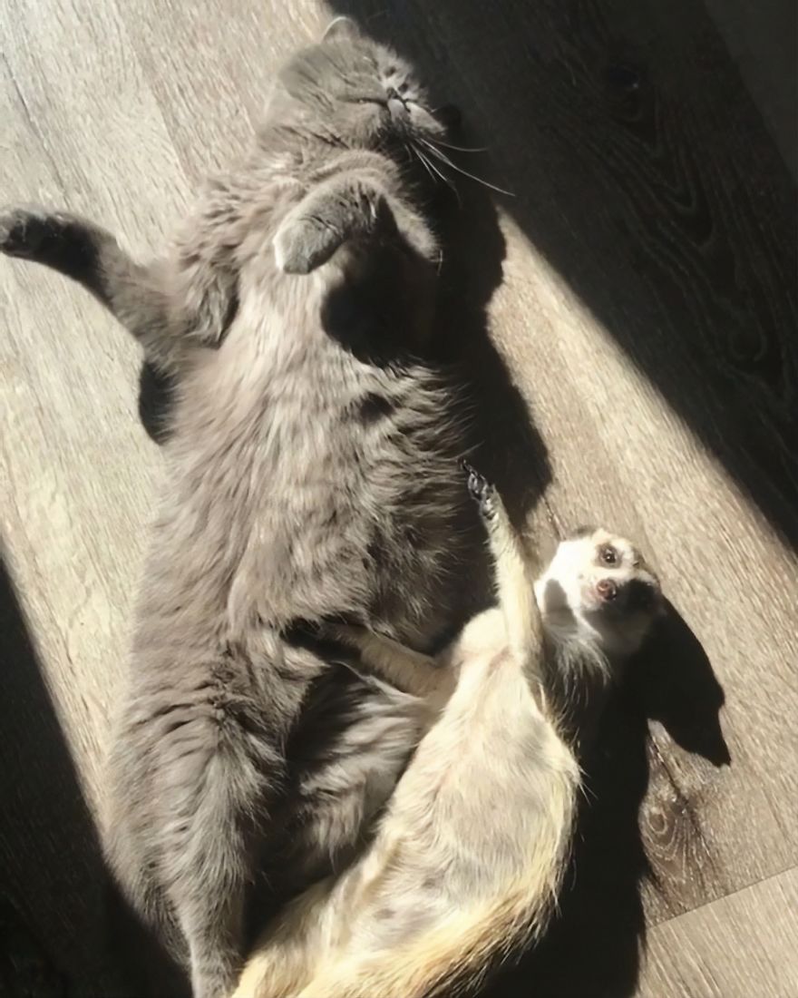 A Meerkat And A Cat Became BFFs On Day One, And Together They Conquered The Hearts Of People On Instagram A Meerkat And A Cat Became BFFs On Day One, And Together They Conquered The Hearts Of People On Instagram