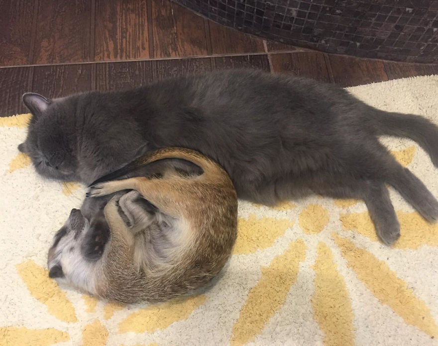 A Meerkat And A Cat Became BFFs On Day One, And Together They Conquered The Hearts Of People On Instagram A Meerkat And A Cat Became BFFs On Day One, And Together They Conquered The Hearts Of People On Instagram