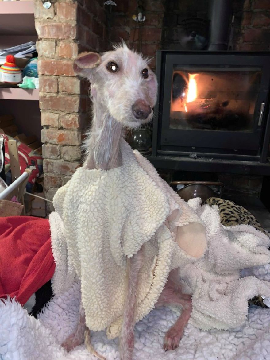 Dog Is Found In The Streets On The Brink Of Death, Makes A Miraculous Recovery Dog Is Found In The Streets On The Brink Of Death, Makes A Miraculous Recovery