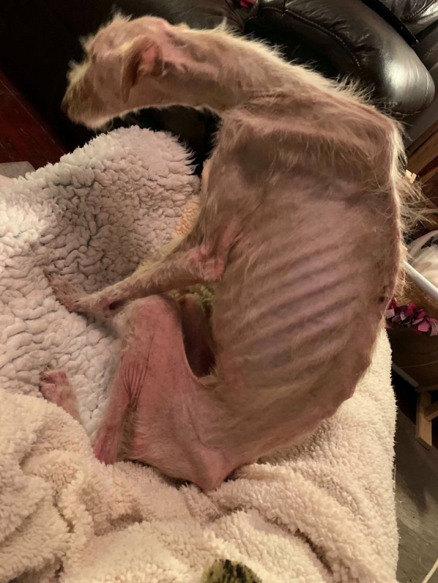 Dog Is Found In The Streets On The Brink Of Death, Makes A Miraculous Recovery Dog Is Found In The Streets On The Brink Of Death, Makes A Miraculous Recovery