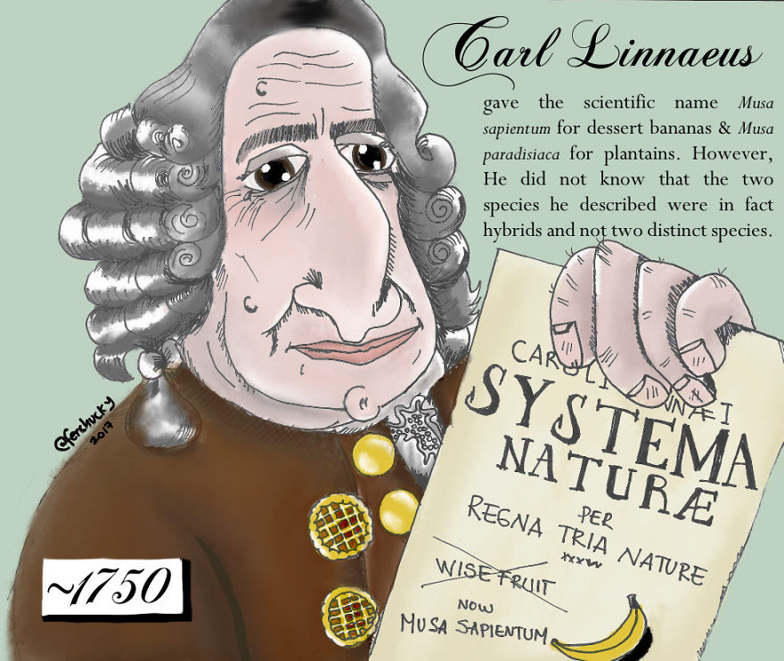 The Fascinating History Of The Banana The Fascinating History Of The Banana