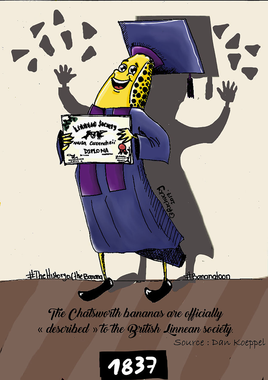 The Fascinating History Of The Banana The Fascinating History Of The Banana