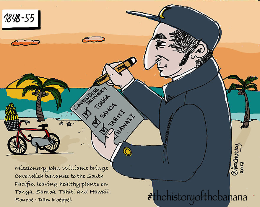 The Fascinating History Of The Banana The Fascinating History Of The Banana