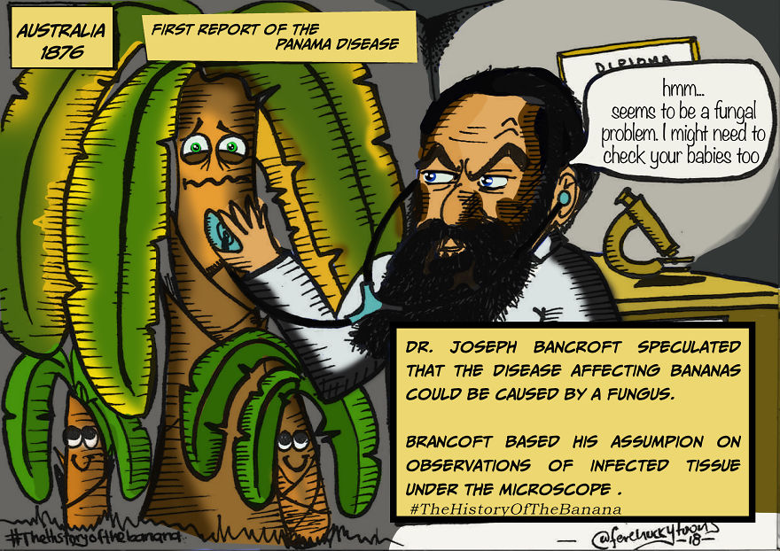 The Fascinating History Of The Banana The Fascinating History Of The Banana