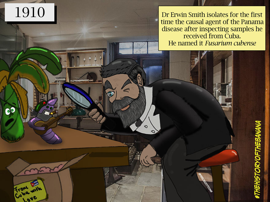 The Fascinating History Of The Banana