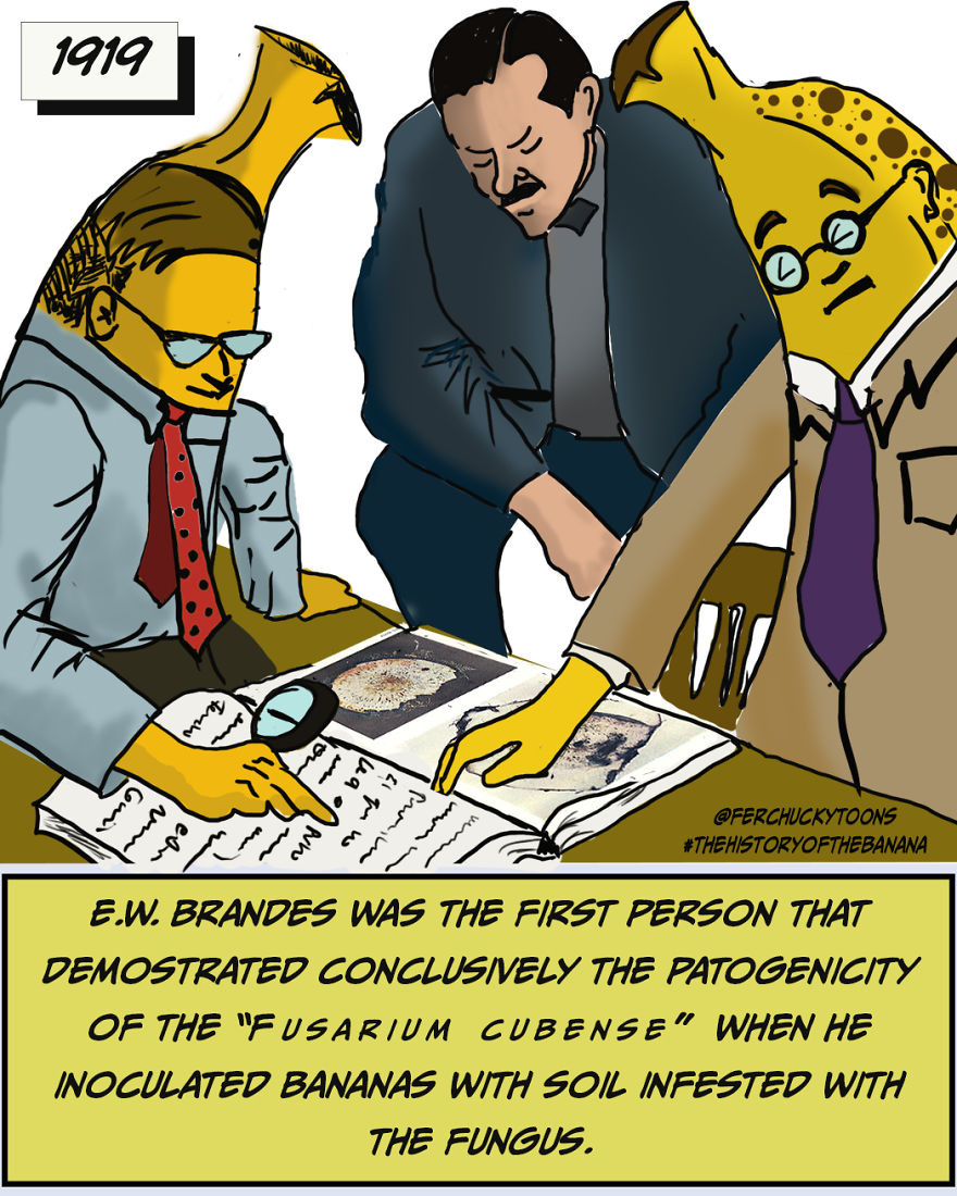 The Fascinating History Of The Banana The Fascinating History Of The Banana