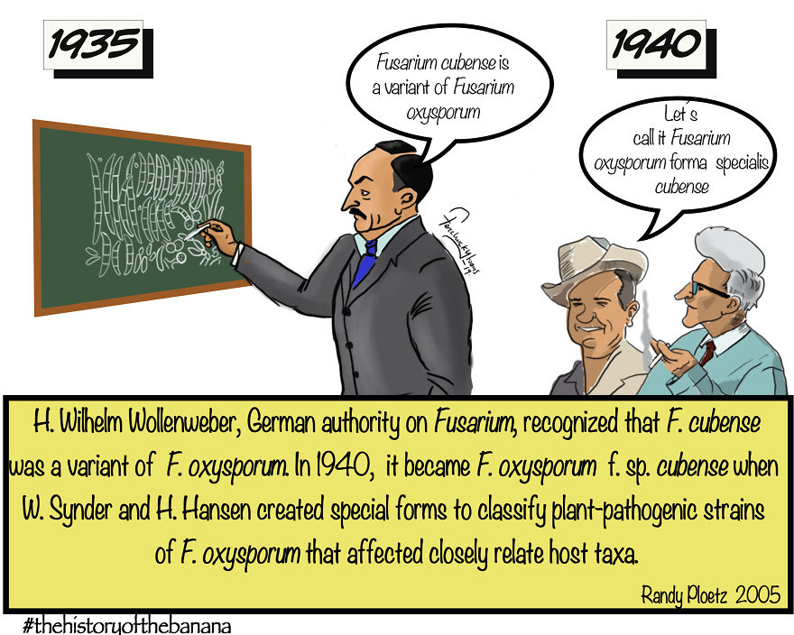 The Fascinating History Of The Banana The Fascinating History Of The Banana